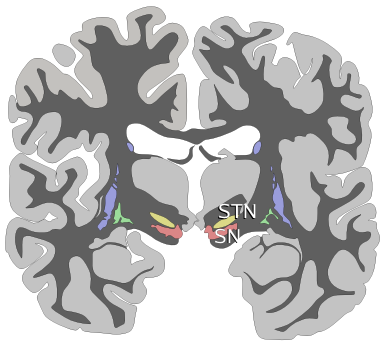 Jak trenować neuroplastyczność mózgu?